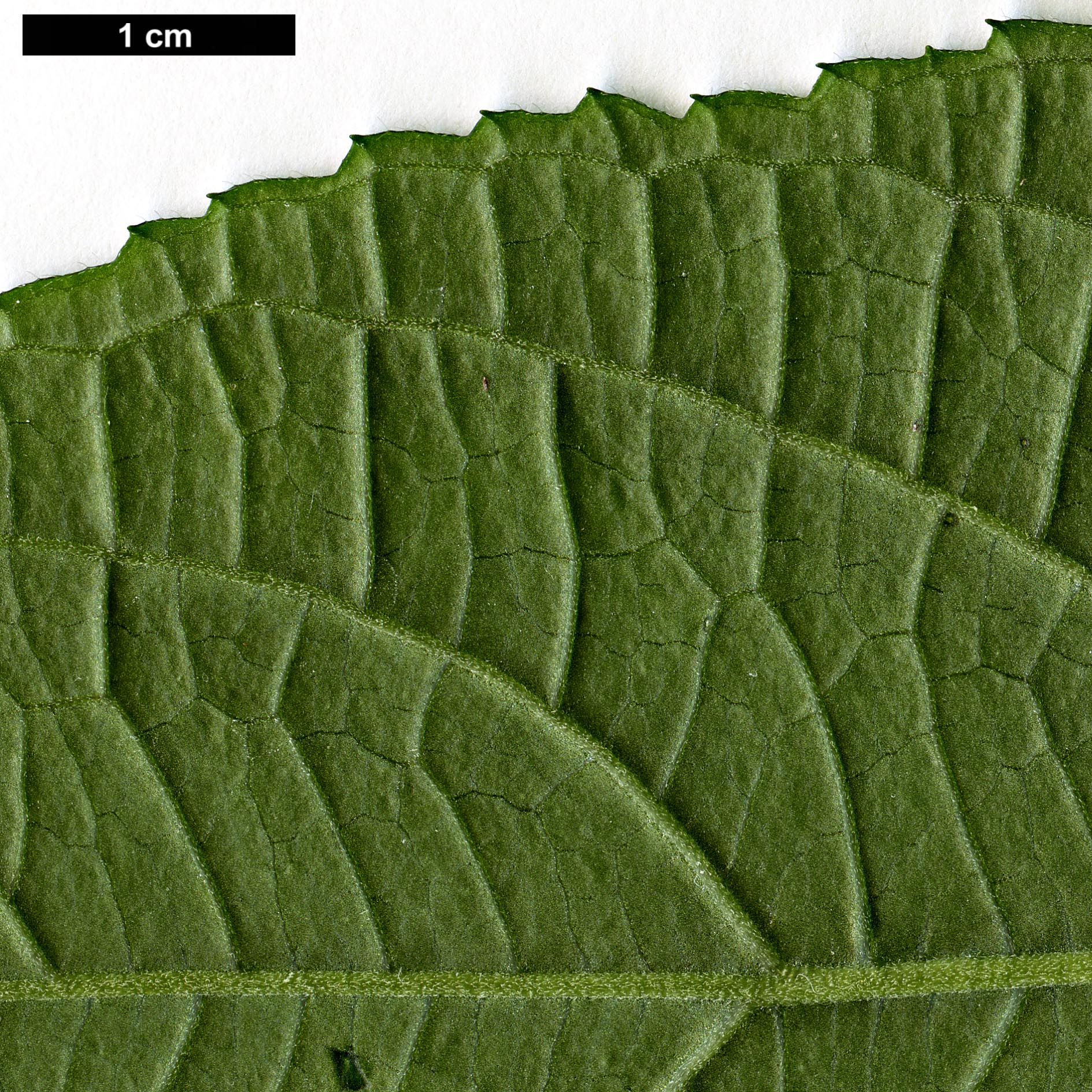 High resolution image: Family: Hydrangeaceae - Genus: Dichroa - Taxon: versicolor 